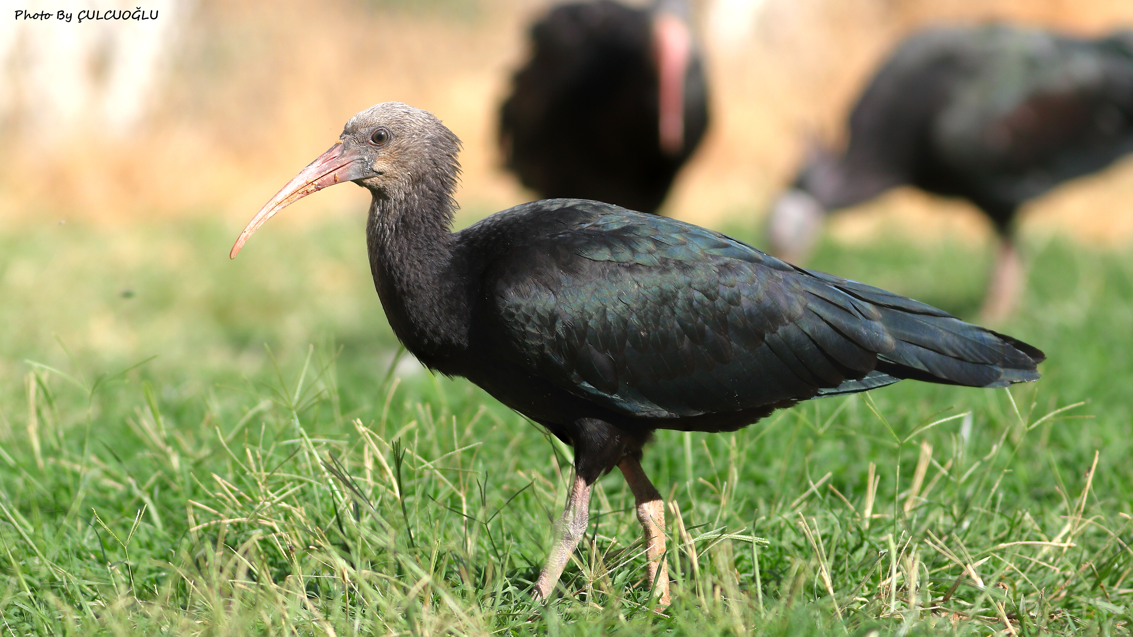 Northern Bald Ibis